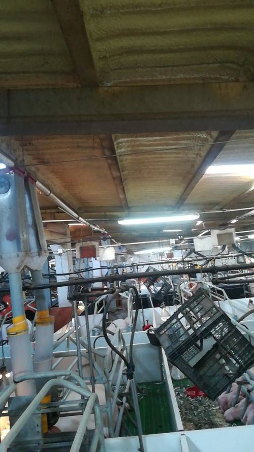 imagen 5 de Se vende granja de 1000 cerdas reproductoras