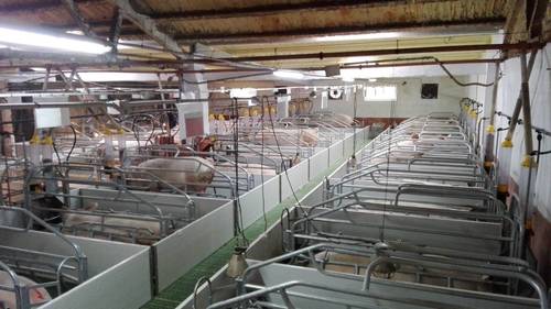 imagen 1 de Se vende granja de 1000 cerdas reproductoras