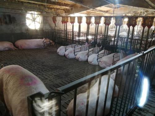 imagen 2 de Se vende granja de 1000 cerdas reproductoras