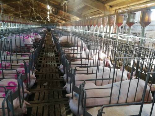 imagen 3 de Se vende granja de 1000 cerdas reproductoras