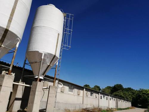 imagen 4 de Se vende granja de 1000 cerdas reproductoras