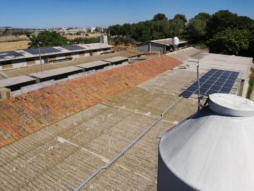 imagen 1 de Se vende granja de 1000 cerdas reproductoras