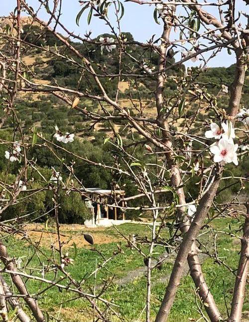 imagen 6 de Finca rustica en guaro con caseta de aperos