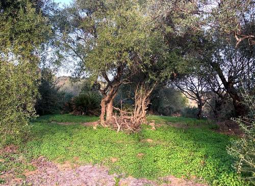 imagen 7 de Finca rustica en guaro con caseta de aperos
