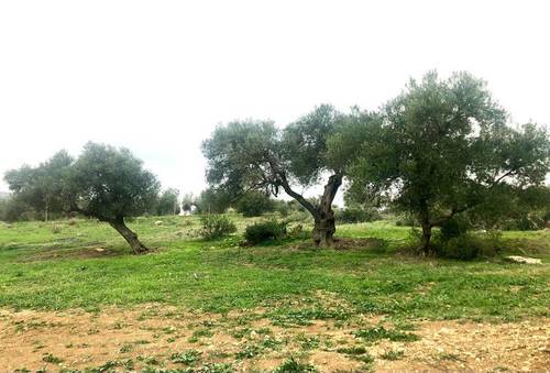 imagen 11 de Finca rustica en guaro con caseta de aperos