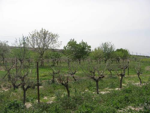 imagen 5 de MAGNIFICA FINCA EN VENTA EN NAVA DE LA ASUNCION(SEGOVIA)