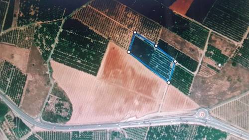 imagen 1 de Huerto de Citricos