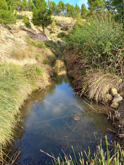 imagen 6 de Finca de regadío El Molino