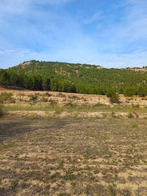 imagen 10 de Finca de regadío El Molino