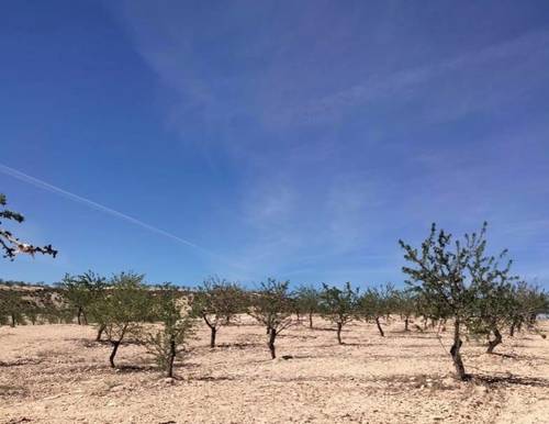 imagen 1 de FINCA CON 500 ALMENDROS ECOLOGICOS, CUEVAS DEL CAMPO , GRANADA