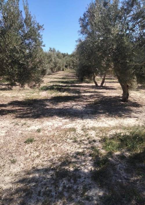imagen 1 de FINCA CON 300 OLIVOS, CUEVAS DEL CAMPO