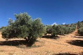 imagen 1 de SE VENDEN FINCAS DE OLIVAR