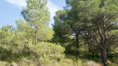 imagen 21 de MASIA CON FINCA RÚSTICA-AGRÍCOLA , A RECONSTRUIR/REHABILITAR