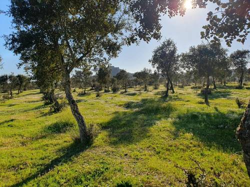 imagen 4 de FINCA EN ALCONCHEL-BADAJOZ