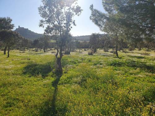imagen 5 de FINCA EN ALCONCHEL-BADAJOZ