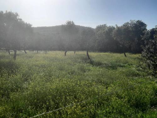 imagen 3 de FINCA EN ALCONCHEL-BADAJOZ