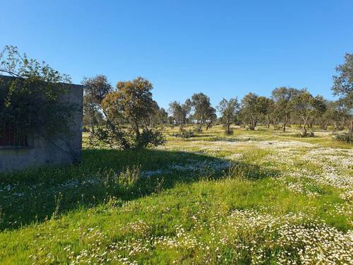imagen 8 de FINCA EN ALCONCHEL-BADAJOZ