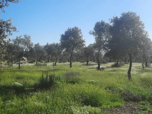 imagen 1 de FINCA EN ALCONCHEL-BADAJOZ