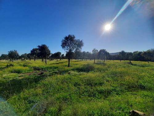imagen 1 de FINCA EN ALCONCHEL-BADAJOZ
