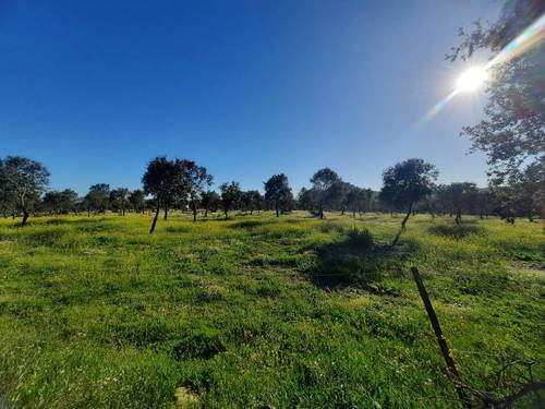 imagen 2 de FINCA EN ALCONCHEL-BADAJOZ