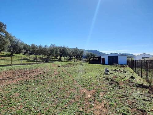 imagen 12 de FINCA EN OLIVENZA-BADAJOZ