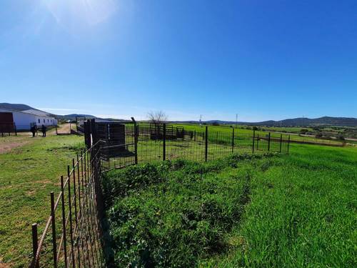 imagen 16 de FINCA EN OLIVENZA-BADAJOZ