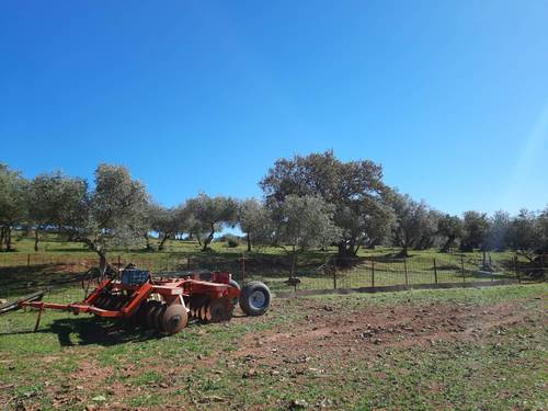 imagen 11 de FINCA EN OLIVENZA-BADAJOZ