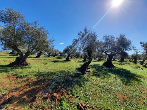 imagen 19 de FINCA EN OLIVENZA-BADAJOZ