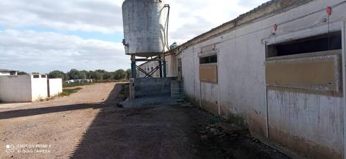 imagen 2 de Granja Cerdos