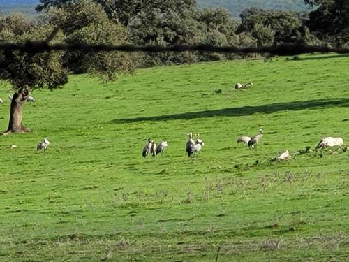 imagen 4 de Finca ganadera en Extremadura, cerca Zorita
