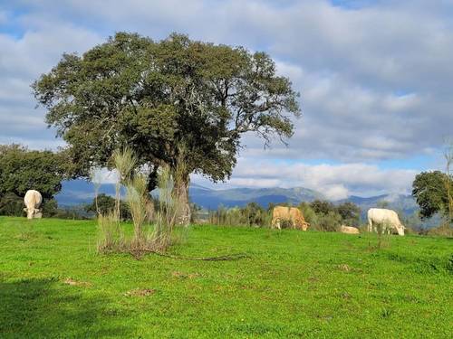 imagen 2 de Finca ganadera en Extremadura, cerca Zorita