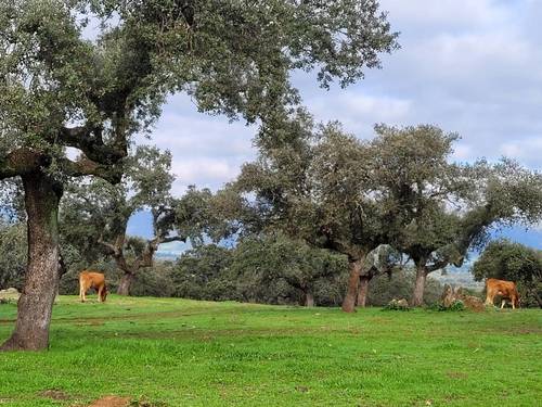imagen 1 de Finca ganadera en Extremadura, cerca Zorita