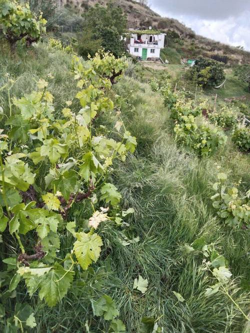 imagen 9 de Terreno rustico y vivienda