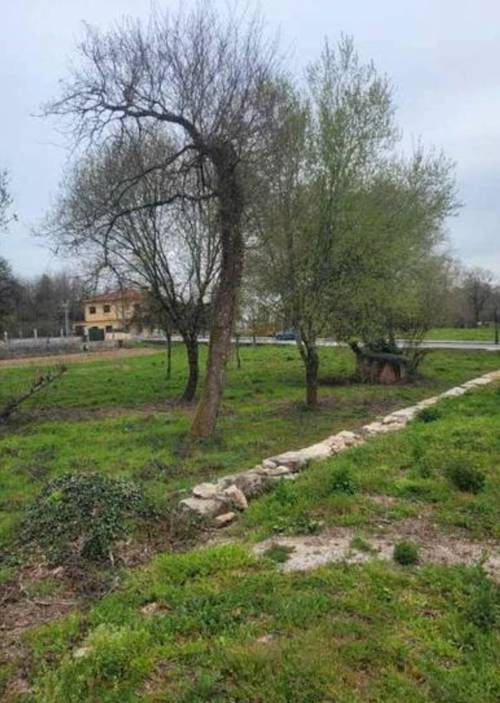 imagen 6 de FINCA URBANA EN LA BARRELA