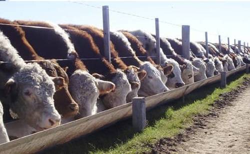 imagen 1 de Vendemos Fincas Agrícolas y Ganaderas en Paraguay