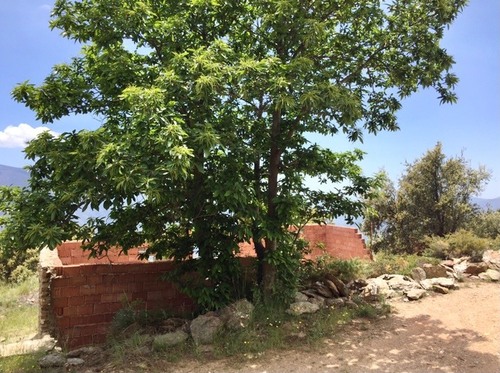 imagen 5 de Bonita finca en la Alpujarra con cortijo, buen acceso y agua