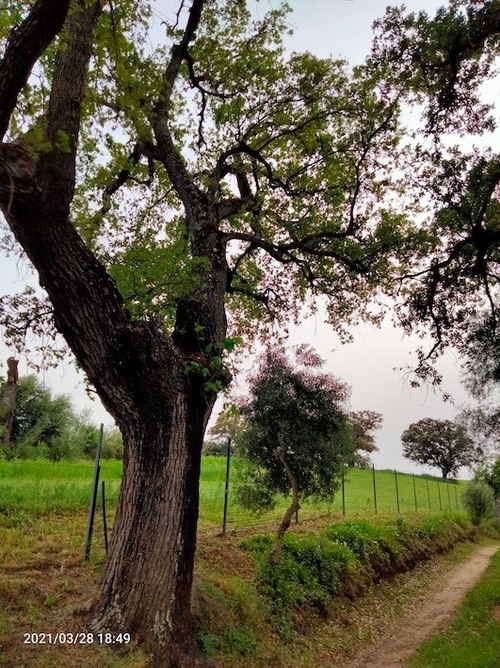 imagen 20 de Finca con casa reformada