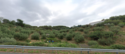imagen 1 de Terreno con Olivos 4000m2