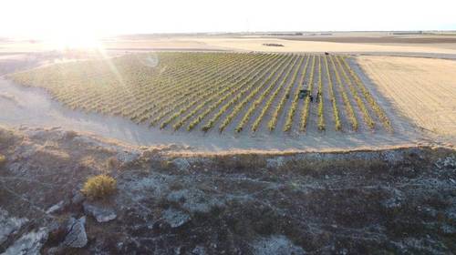 imagen 1 de VENDO VIÑEDOS EN D.O. RIBERA DE DUERO