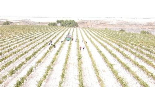 imagen 1 de VENDO VIÑEDOS EN D.O. RIBERA DE DUERO