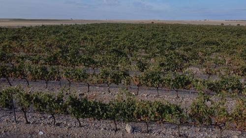 imagen 2 de VENDO VIÑEDOS EN D.O. RIBERA DE DUERO