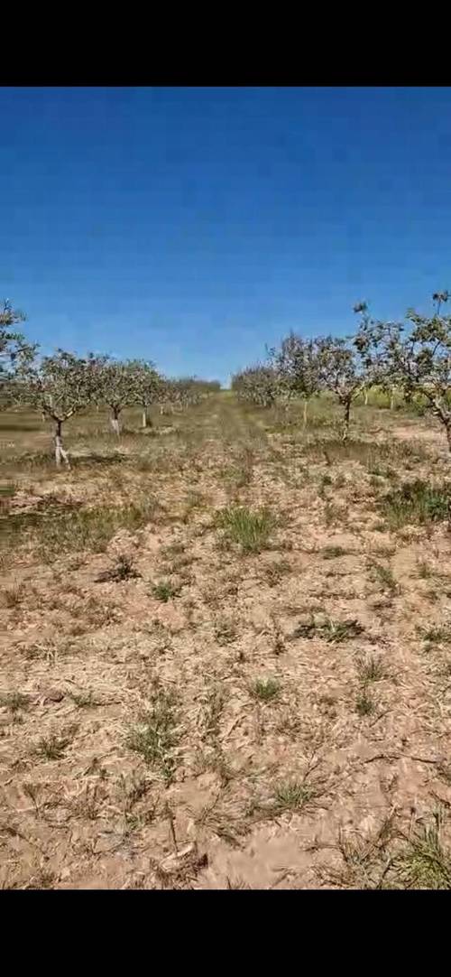 imagen 1 de Plantación de pistachos