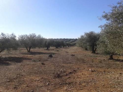 imagen 1 de Olivar en Linares