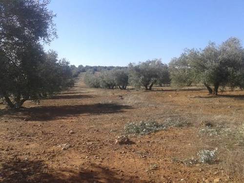 imagen 2 de Olivar en Linares