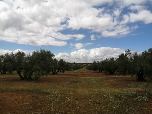 imagen 1 de Olivar en Linares