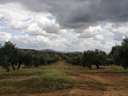 imagen 4 de Olivar en Linares