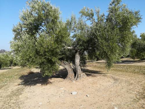 imagen 3 de Olivar en Linares