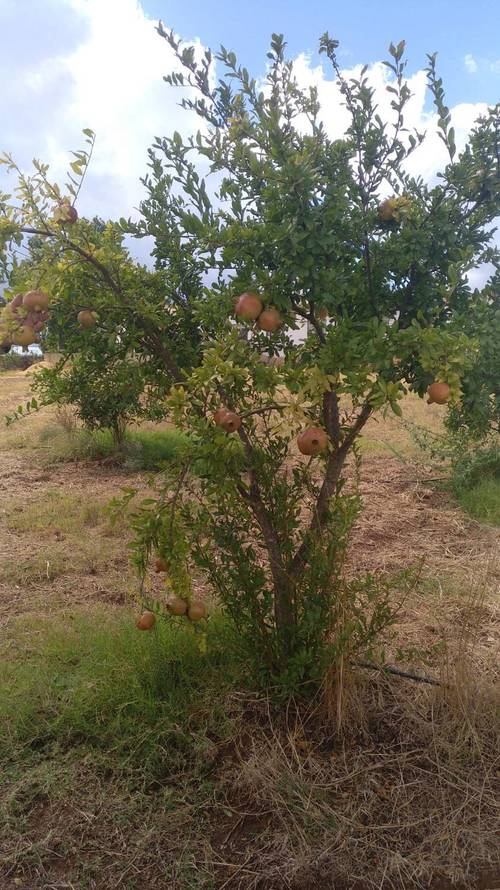 imagen 1 de Finca ecológica 5 ha con vivienda