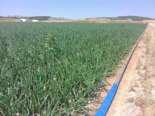 imagen 6 de Finca de regadío 34,5Has con zona de recreo