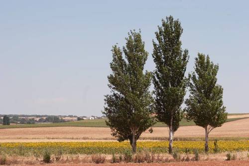 imagen 8 de Finca de regadío 34,5Has con zona de recreo